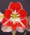 HIPPEASTRUM AMARYLLIS UNIQUE LARGE FLOWERING SILVER DREAM 3436 CM. 30 P.CARTON