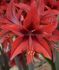 HIPPEASTRUM AMARYLLIS UNIQUE MIDI RED AMAZONE 3436 CM. 12 P.WOODEN CRATE