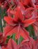 HIPPEASTRUM AMARYLLIS UNIQUE MIDI RED AMAZONE 3436 CM. 12 P.WOODEN CRATE