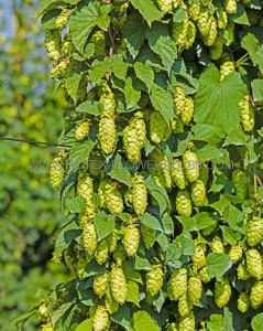 HOPS BINE ‘CASCADE‘ NO.1 - HP030 (10 P.BAG)