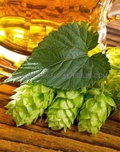 HOPS BINE ‘CHINOOK‘ NO.1 - HP301 (10 P.BAG)