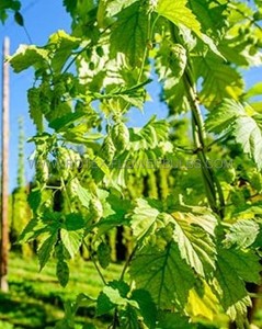 HOPS BINE ‘LIBERTY‘ NO.1 - HP312 (10 P.BAG)