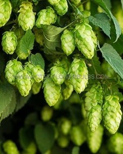 HOPS BINE ‘NUGGET‘ NO.1 - HP100 (10 P.BAG)