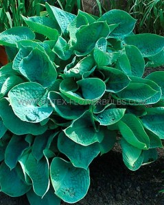 HOSTA (FUNKIA) FORTUNEI ‘ABIQUA DRINKING GOURD‘ I (25 P.BAG)