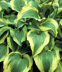 HOSTA (FUNKIA) FORTUNEI ‘ATLANTIS‘ I (25 P.BAG)