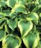 HOSTA FUNKIA FORTUNEI ATLANTIS I 25 P.BAG