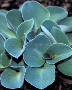 HOSTA (FUNKIA) FORTUNEI ‘BLUE MOUSE EARS‘ I (25 P.BAG)