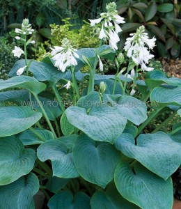 HOSTA (FUNKIA) FORTUNEI ‘BRESSINGHAM BLUE‘ I (25 P.BAG)