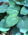 HOSTA FUNKIA FORTUNEI BRESSINGHAM BLUE I 25 P.BAG