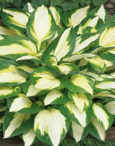 HOSTA (FUNKIA) FORTUNEI ‘COLOR FESTIVAL‘ I (25 P.BAG)