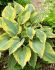 HOSTA FUNKIA HYBRID ALVATINE TAYLOR I 25 P.BAG