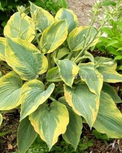 HOSTA (FUNKIA) HYBRID ‘ALVATINE TAYLOR‘ I (25 P.BAG)