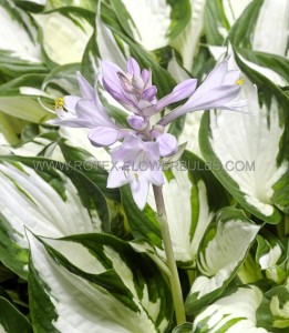 HOSTA (FUNKIA) HYBRID ‘AMAZONE‘ I (25 P.BAG)