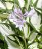 HOSTA FUNKIA HYBRID AMAZONE I 25 P.BAG