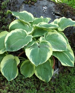 HOSTA (FUNKIA) HYBRID ‘AMERICAN HALO‘ I (25 P.BAG)