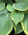 HOSTA FUNKIA HYBRID AMERICAN HALO I 25 P.BAG