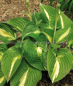 HOSTA (FUNKIA) HYBRID ‘ANN KULPA‘ I (25 P.BAG)