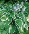 HOSTA FUNKIA HYBRID ANTIOCH I 25 P.BAG