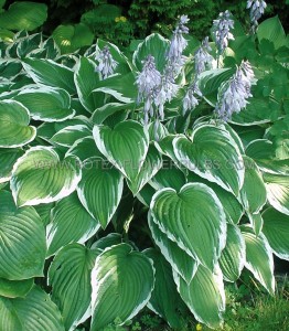 HOSTA (FUNKIA) HYBRID ‘ANTIOCH‘ I (25 P.BAG)