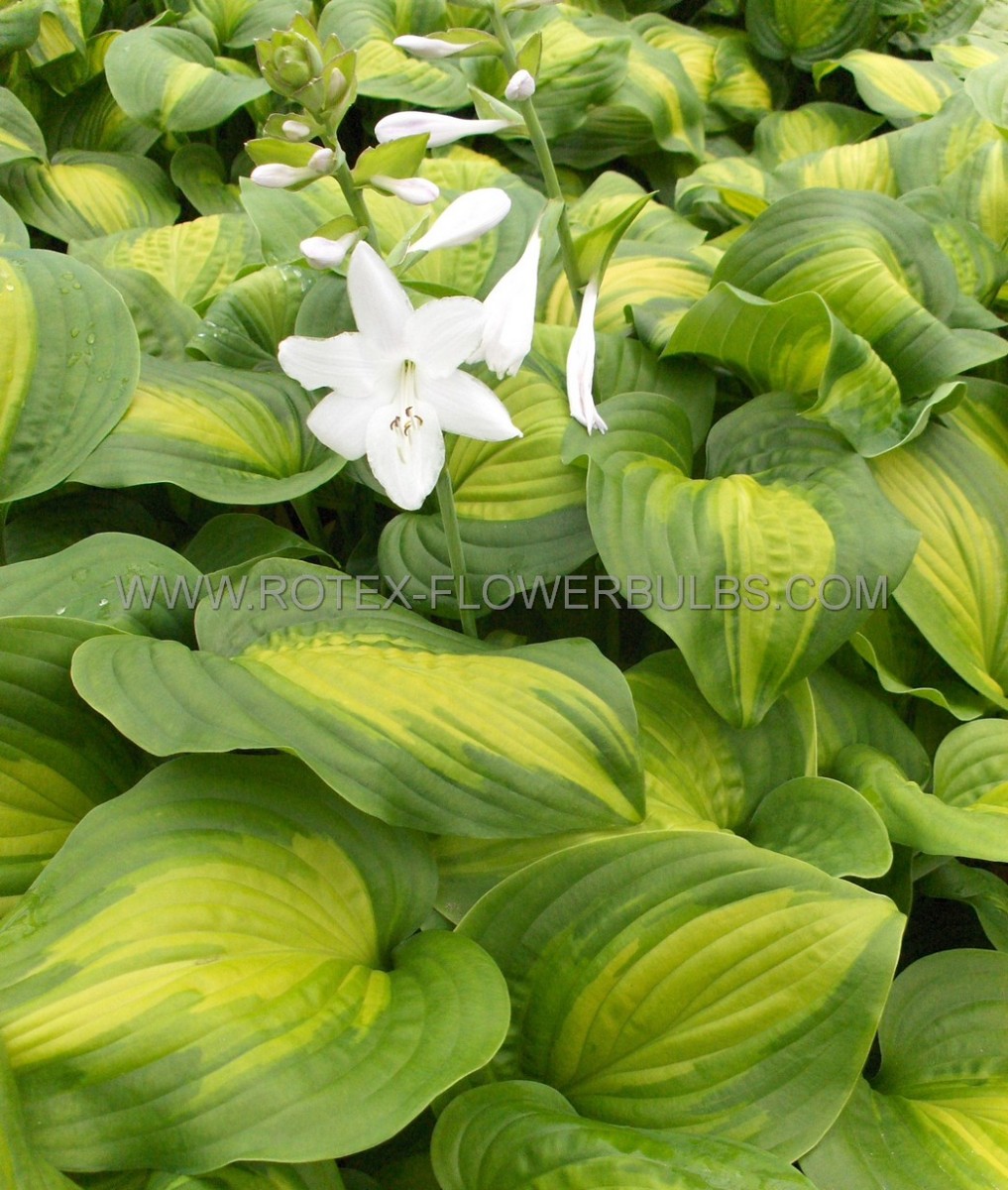 HOSTA (FUNKIA) HYBRID ‘AVOCADO‘ I (25 P.BAG)