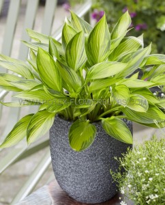 HOSTA (FUNKIA) HYBRID ‘AYESHA‘ I (25 P.BAG)