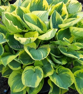 HOSTA (FUNKIA) HYBRID ‘BAND OF GOLD‘ I (25 P.BAG)