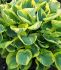 HOSTA FUNKIA HYBRID BAND OF GOLD I 25 P.BAG