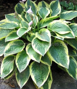 HOSTA (FUNKIA) HYBRID ‘BEDAZZLED‘ I (25 P.BAG)