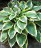 HOSTA FUNKIA HYBRID BEDAZZLED I 25 P.BAG