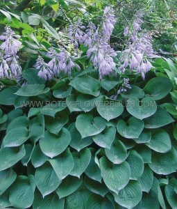 HOSTA (FUNKIA) HYBRID ‘BLUE CADET‘ I (25 P.BAG)