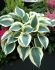 HOSTA FUNKIA HYBRID BLUE IVORY I 25 P.BAG