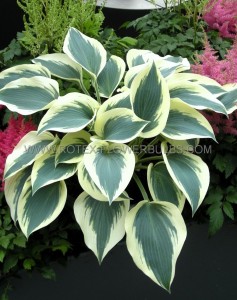 HOSTA (FUNKIA) HYBRID ‘BLUE IVORY‘ I (25 P.BAG)