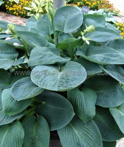 HOSTA (FUNKIA) HYBRID ‘BLUE VISION‘ I (25 P.BAG)