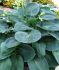 HOSTA FUNKIA HYBRID BLUE VISION I 25 P.BAG