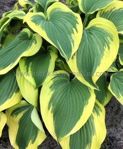 HOSTA (FUNKIA) HYBRID ‘BROAD BAND‘ I (25 P.BAG)