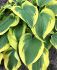 HOSTA FUNKIA HYBRID BROAD BAND I 25 P.BAG