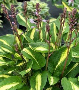 HOSTA (FUNKIA) HYBRID ‘BROAD STREET‘ I (25 P.BAG)