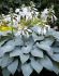 HOSTA FUNKIA HYBRID BULLET PROOF I 25 P.BAG