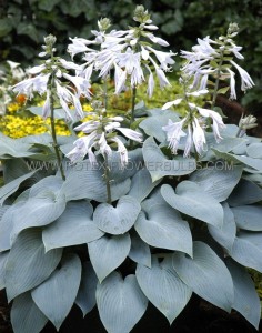 HOSTA (FUNKIA) HYBRID ‘BULLET PROOF‘ I (25 P.BAG)