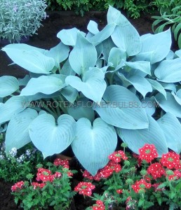 HOSTA (FUNKIA) HYBRID ‘CANADIAN BLUE‘ I (25 P.BAG)