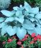 HOSTA FUNKIA HYBRID CANADIAN BLUE I 25 P.BAG