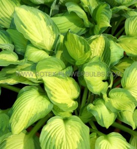 HOSTA (FUNKIA) HYBRID ‘CAPTAIN KIRK‘ I (25 P.BAG)