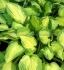 HOSTA FUNKIA HYBRID CAPTAIN KIRK I 25 P.BAG