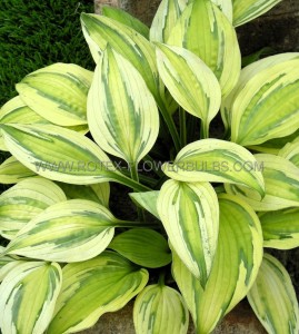 HOSTA (FUNKIA) HYBRID ‘CAPTAIN‘S ADVENTURE‘ I (25 P.BAG)