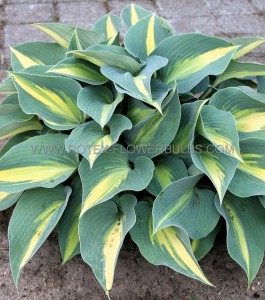 HOSTA (FUNKIA) HYBRID ‘CATHERINE‘ I (25 P.BAG)