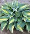 HOSTA FUNKIA HYBRID CATHERINE I 25 P.BAG