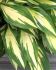 HOSTA FUNKIA HYBRID CHERRY BERRY I 25 P.BAG