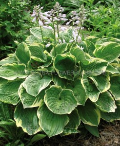 HOSTA (FUNKIA) HYBRID ‘CHRISTMAS TREE‘ I (25 P.BAG)