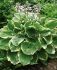 HOSTA FUNKIA HYBRID CHRISTMAS TREE I 25 P.BAG