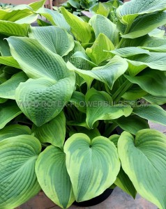 HOSTA (FUNKIA) HYBRID ‘CLIMAX‘ I (25 P.BAG)